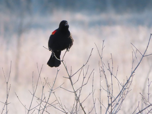 Red-winged Blackbird