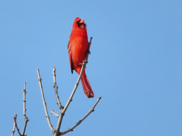 Northern Cardinal 