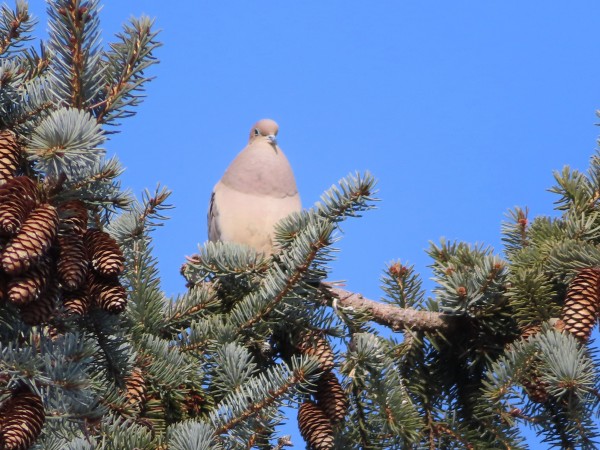 Mourning Dove