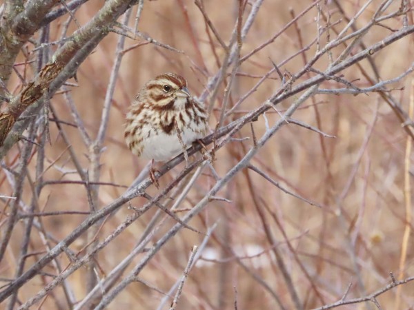 Song Sparrow