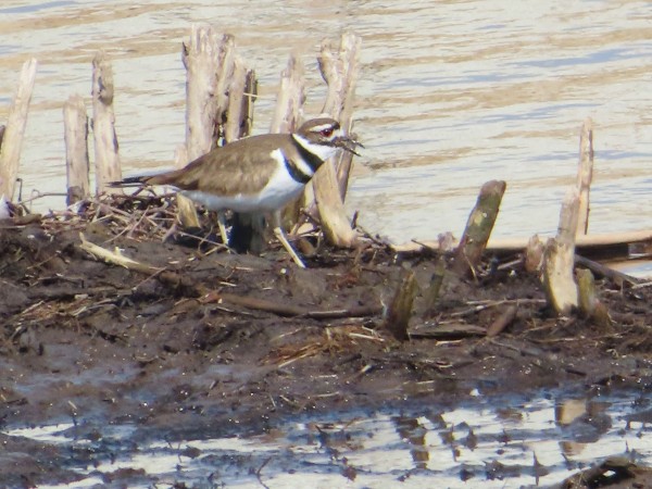 Killdeer