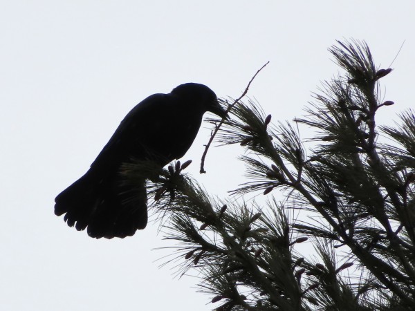 American Crow 