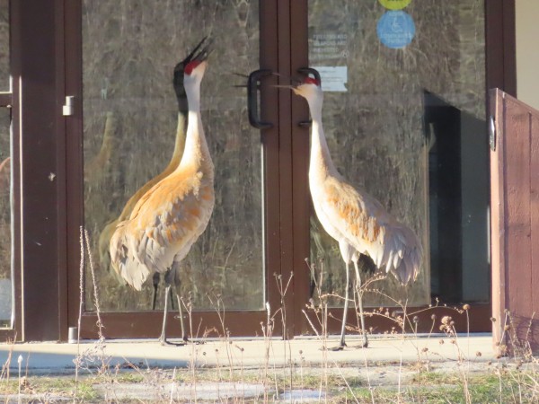 Sandhill cranes.