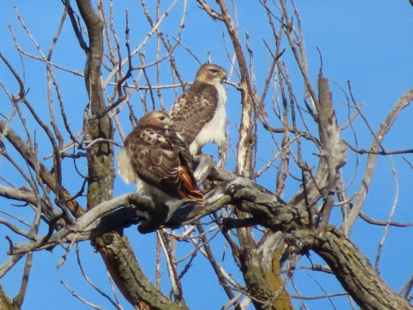 Red-tailed Hawks
