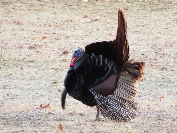 Wild Turkey