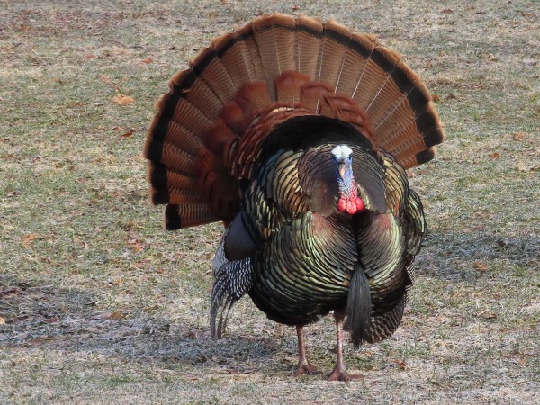 Wild Turkey 