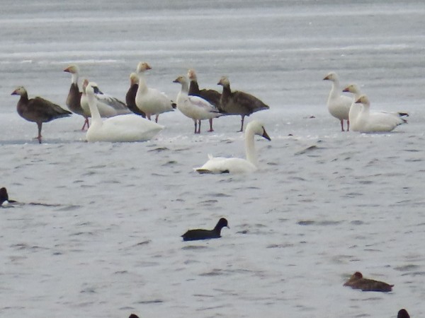 Snow Geese