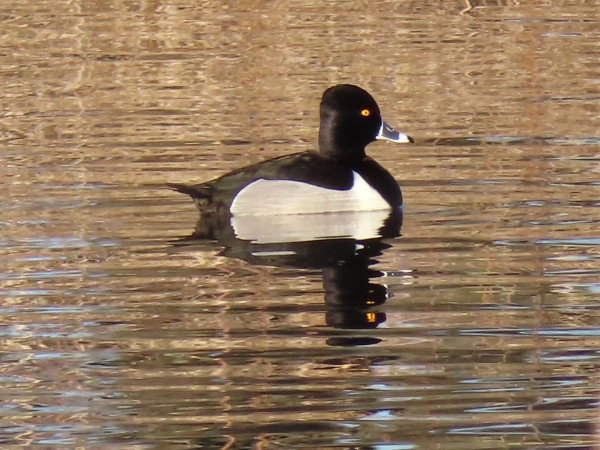 Ring-necked Duck