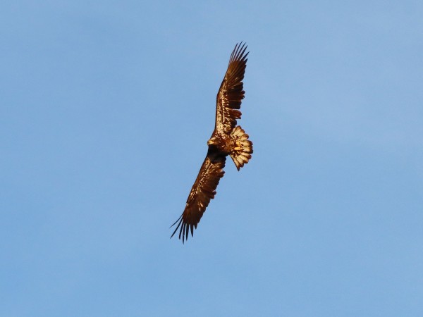 Immature Bald Eagle