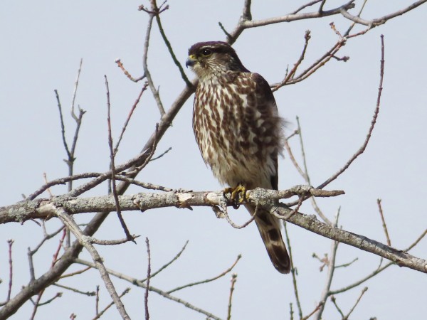 Merlin