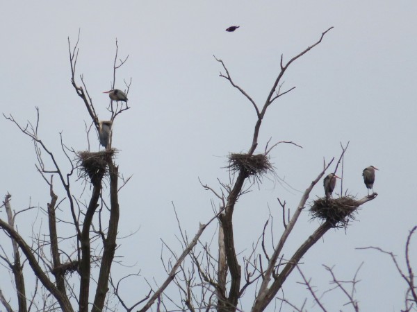 Great Blue Heron Rookery
