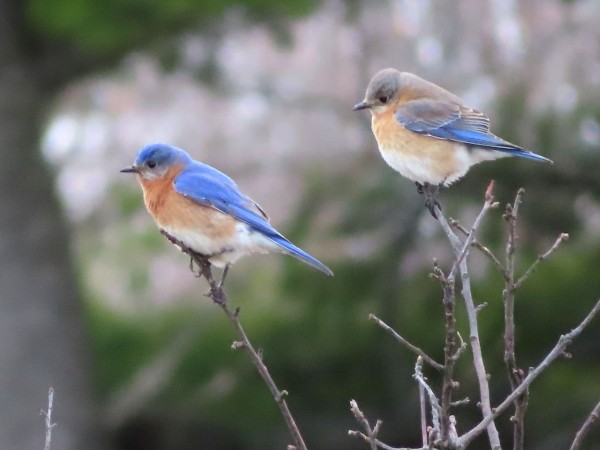 Eastern Bluebirds