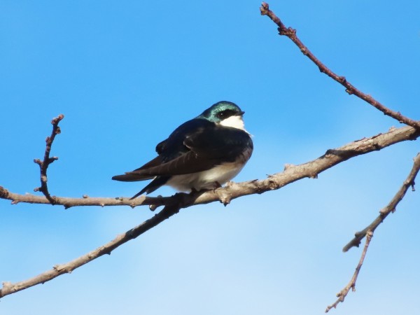Tree Swallow 