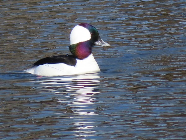 Bufflehead