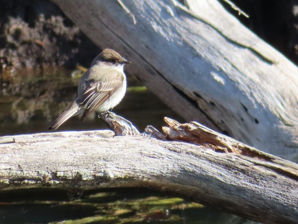 Eastern Phoebe