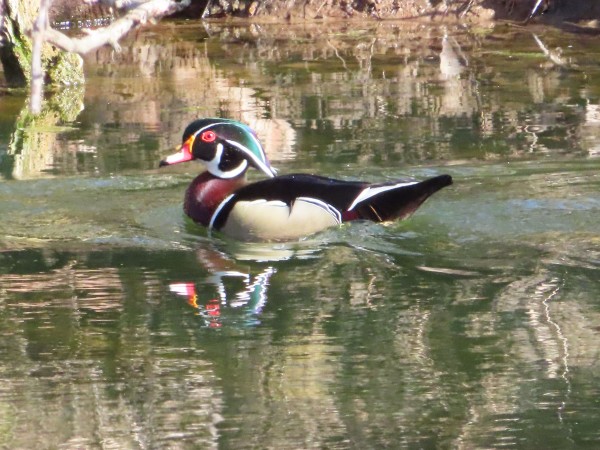 Wood Duck