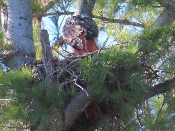 Red-tailed Hawk