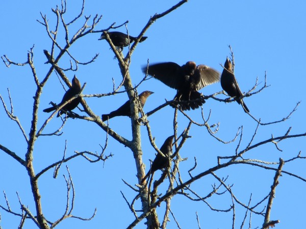 Brown-headed Cowbirds