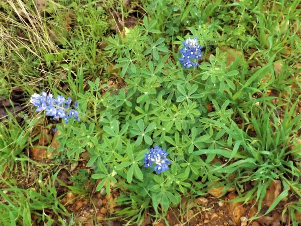 Bluebonnet