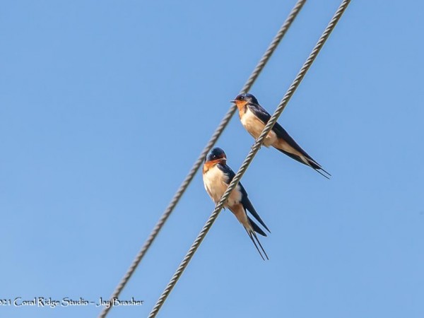 Barn Swallows 