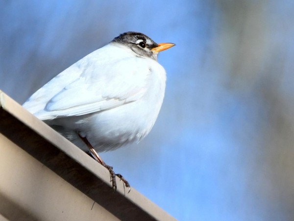 Leucistic Robin