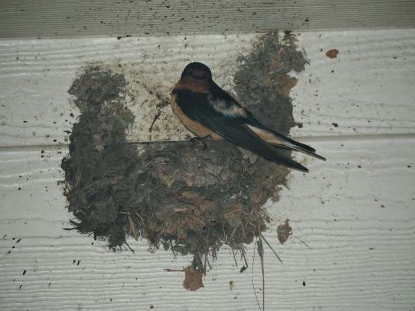 Barn Swallow