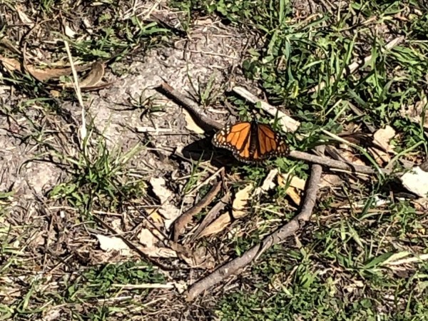 Monarch in Santa Cruz