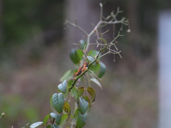 Rufous Hummingbird 