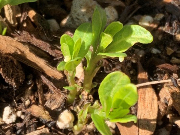 Monarch eggs on Milkweed