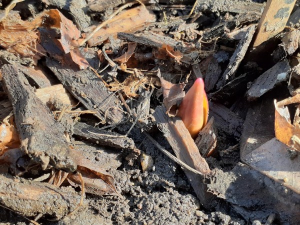 Emerging tulip