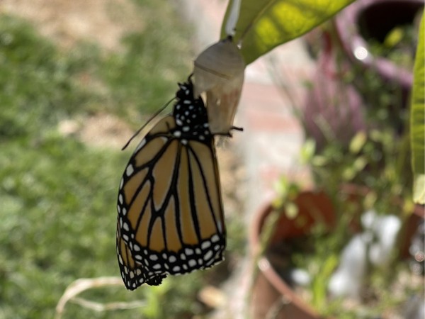 Monarch emerging from chrysalis