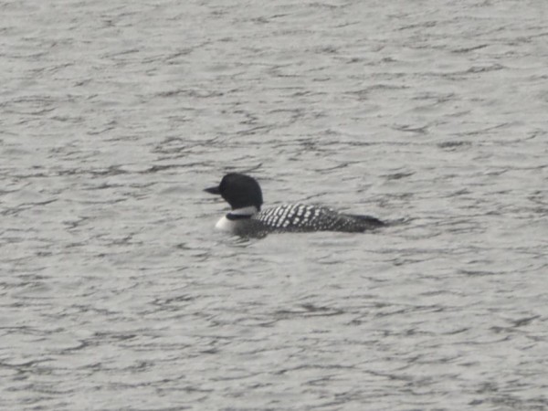 Common Loon