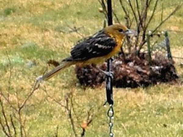 Immature Baltimore Oriole