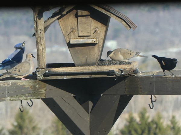 Red-winged Blackbird with other species