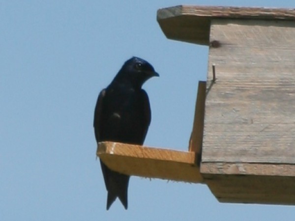 Purple Martin