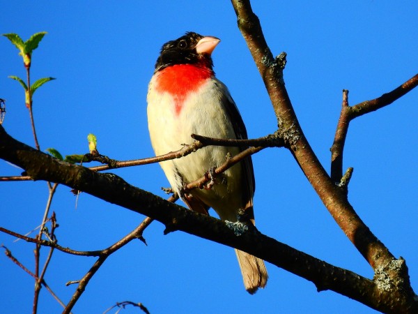 Red-breasted Grosbeak