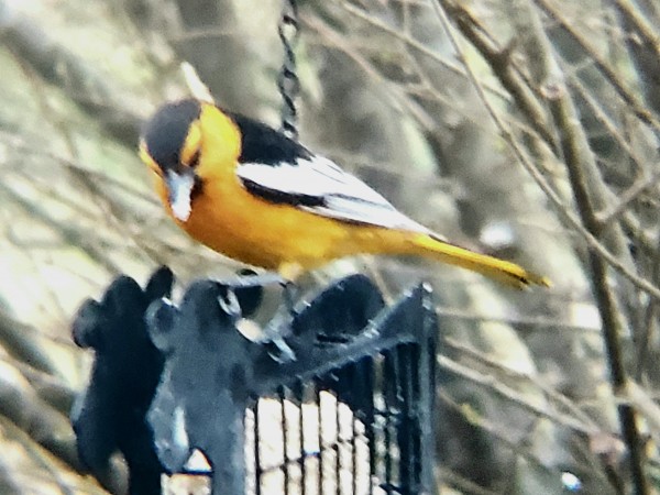 Bullock's Oriole 