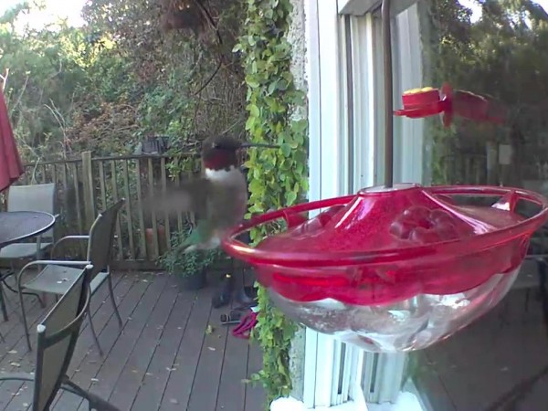 Male Ruby-throated Hummingbird.