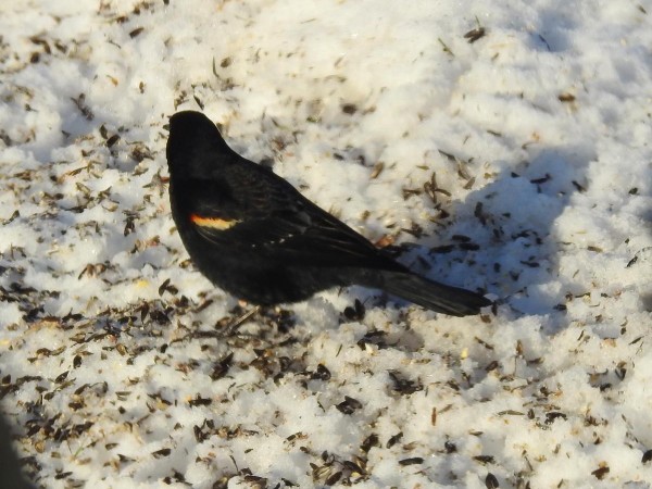 Red-winged Blackbird
