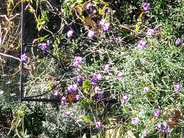 Monarch in California.