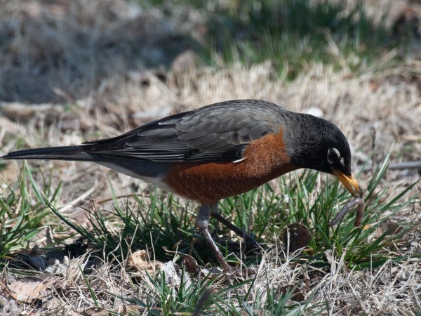 American Robin eating a worm