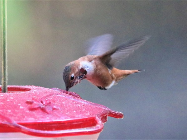 Rufous Hummingbird. 