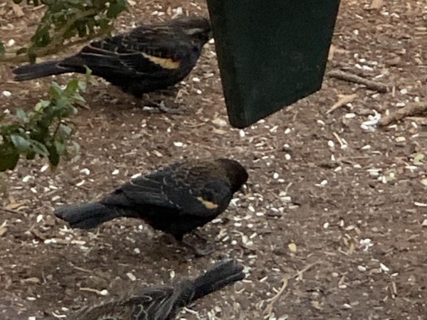 Red-winged Blackbirds