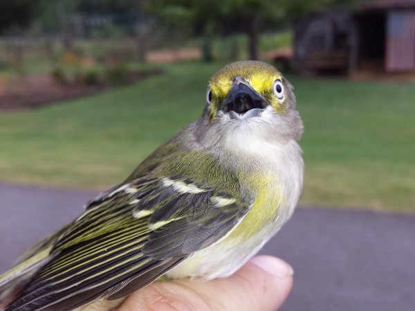 White-eyed Vireo