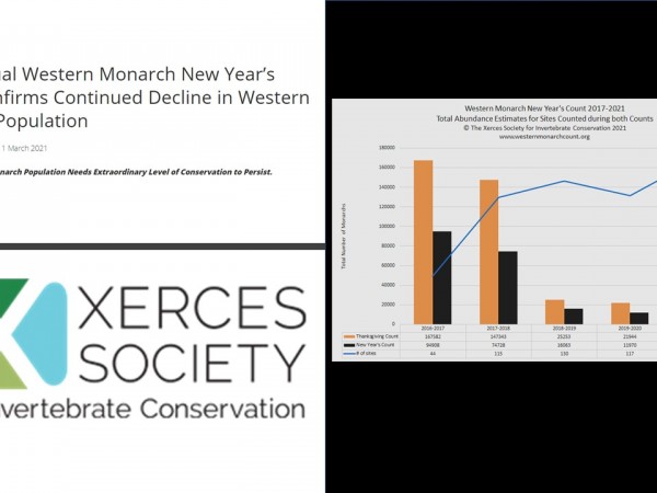 Western Monarch Butterfly Population