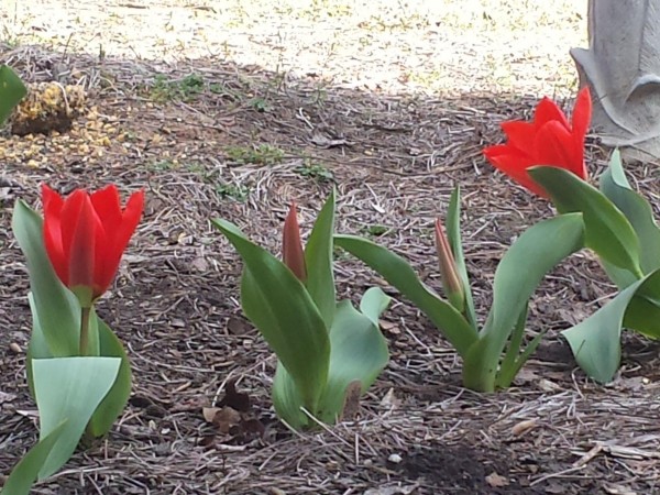 blooming tulips
