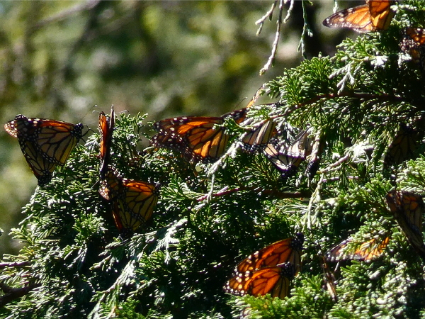 Monarchs mating