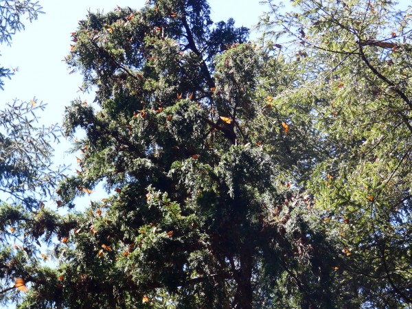Monarchs flying at Cerro Pelon