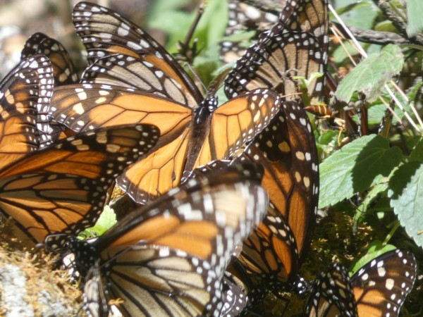 Butterflies and Wasps Drinking Water, La Cañada, Cerro Pelon