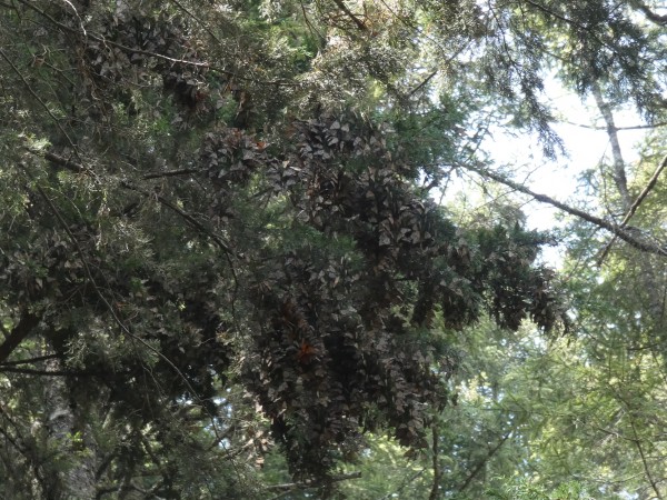 Clusters of monarchs 